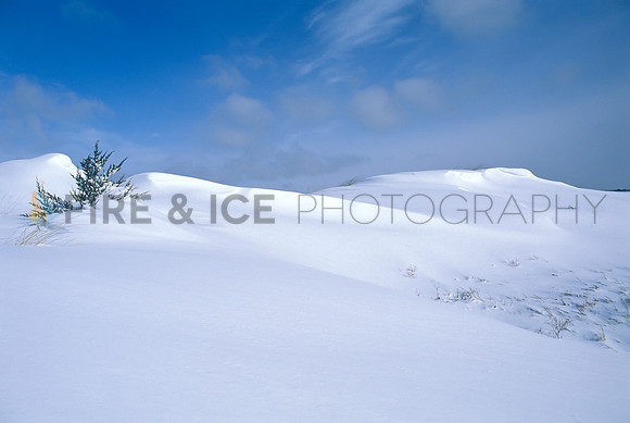 Snowy Dunes, West Falmouth