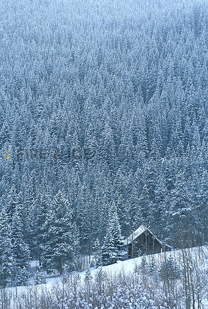 Old Cabin, Lost Lake Trail