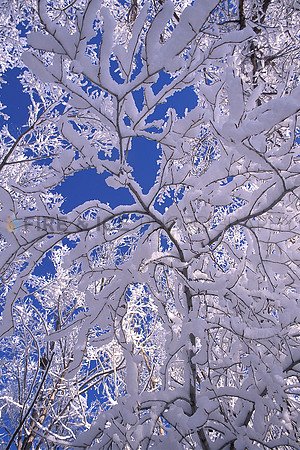 boulder, branches, colorado, sky, snow, trees, winter, scenic, landscape, nature, travel, art, photo, photograph, photography
