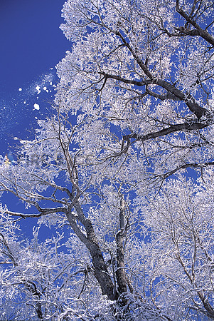 boulder, colorado, cottonwood, sky, snow, trees, winter, scenic, landscape, nature, travel, art, photo, photograph, photography