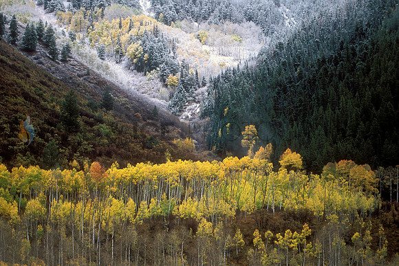 aspen, autumn, color, colorado, fall, mountain, snow, trees, winter, travel, scenic, landscape, nature, art, photo, photograph, photography