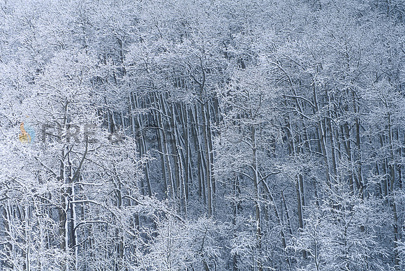 aspen, colorado, forest, frost, trees, winter, hoar, scenic, landscape, nature, art, photo, travel, photograph, photography