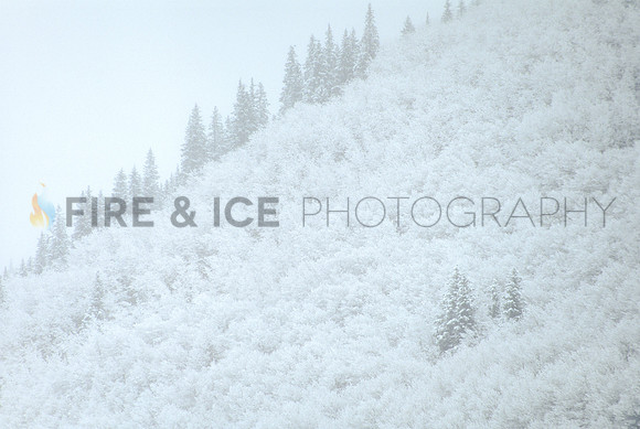 aspen, colorado, forest, frost, trees, winter, hoar, travel, scenic, landscape, nature, art, photo, photograph, photography, mountain