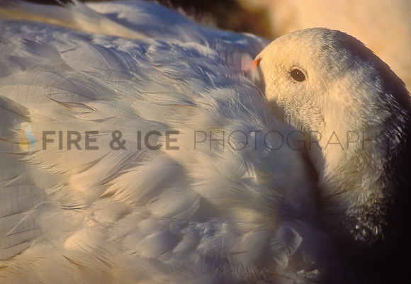 Swan