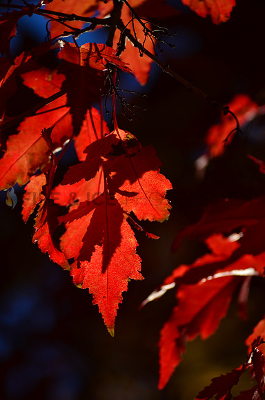 Maple and Shadows