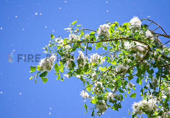 Cottonwood in Spring