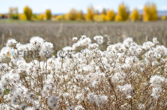 art, aspen, autumn, bloom, color, colorado, cottonwood, fall, grass, louisville, open, photo, photograph, photography, seed, space, tree, landscape, nature