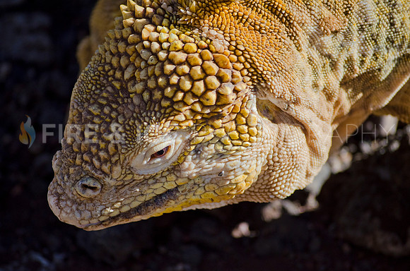 Land Iguana, Isla Santa Cruz, Galapagos Islands