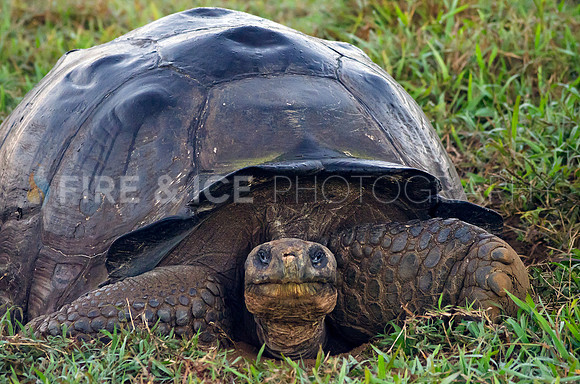 Galapagos Tortoise, Isla Santa Cruz, Galapagos Islands
