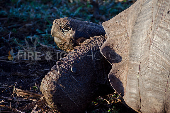 Galapagos Tortoise, Isla Santa Cruz, Galapagos Islands