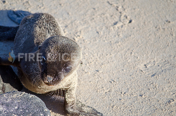 Baby Sea Lion, Isla Santa Fe, Galapagos Islands