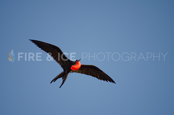 Male magnificent frigate bird, Isla Mosquera, Galapagos Islands