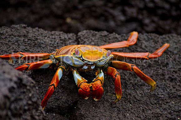 Sally Lightfoot Crab, Isla Floreana, Galapagos Isands