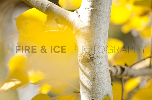 art, aspen, autumn, color, colorado, fall, nature, photo, photograph, photography, tree, louisville, landscape