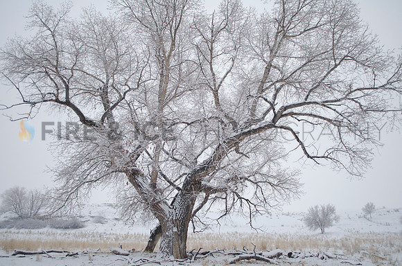 art, colorado, cottonwood, landscape, nature, photo, photograph, photography, sky, snow, tree, winter, travel, scenic
