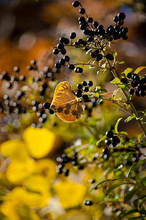 art, aspen, autumn, berries, color, colorado, fall, leaves, nature, photo, photograph, photography, travel, scenic