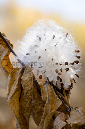 art, autumn, bloom, closeup, color, colorado, fall, leaves, louisville, milkweed, nature, open, photo, photograph, photography, seed, space, travel, landscape, nature