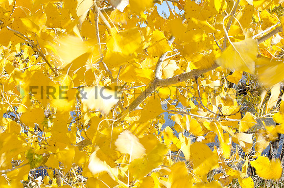 art, aspen, blow, color, colorado, leaves, louisville, nature, photo, photograph, photography, tree, wind, scenic, travel, landscape