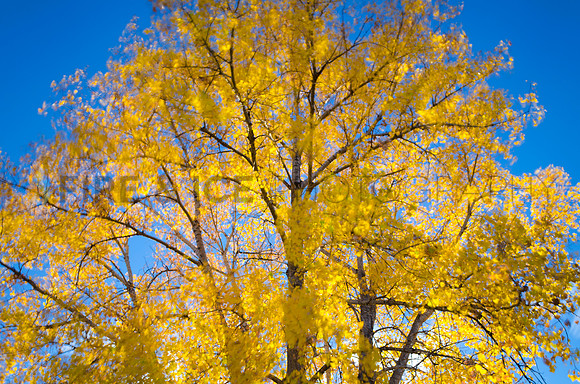 Cottonwood Color